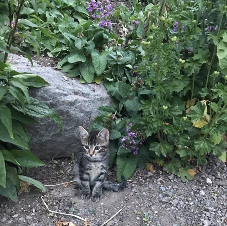Klefstad Gard Linghem Bagian luar foto