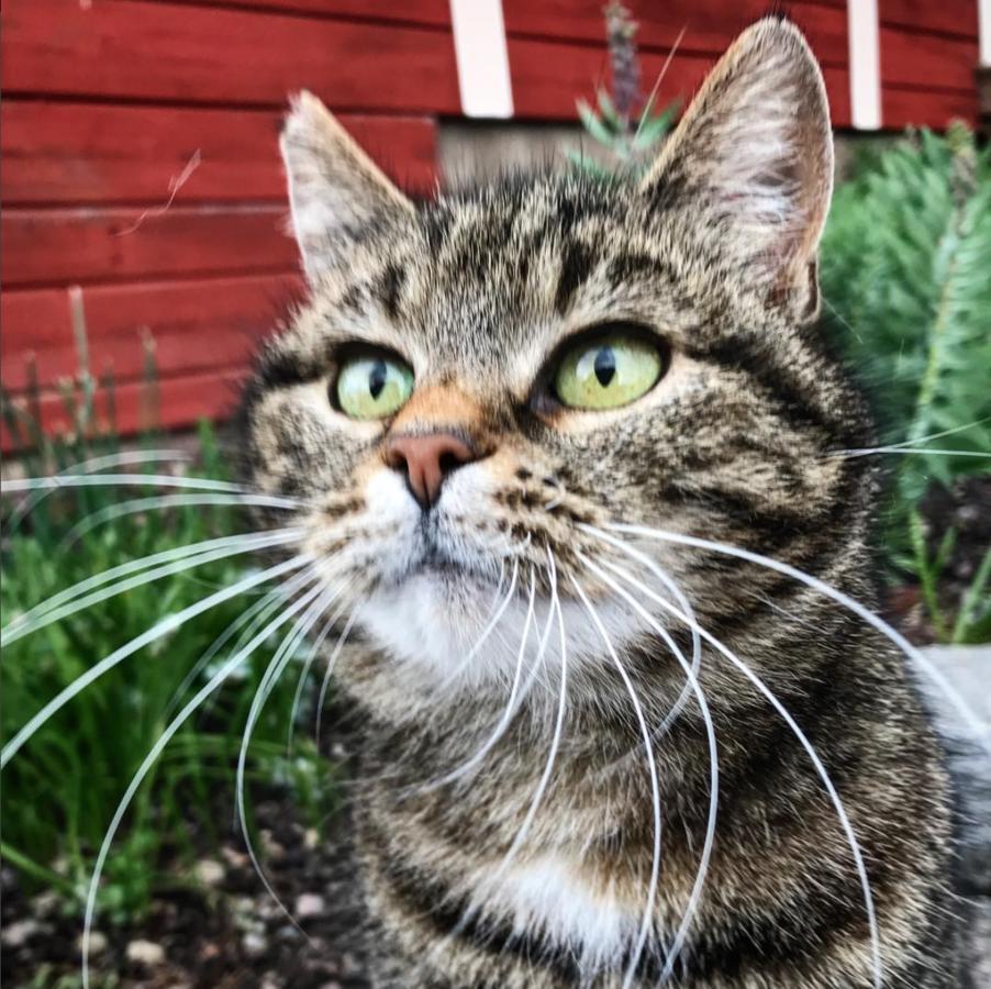 Klefstad Gard Linghem Bagian luar foto